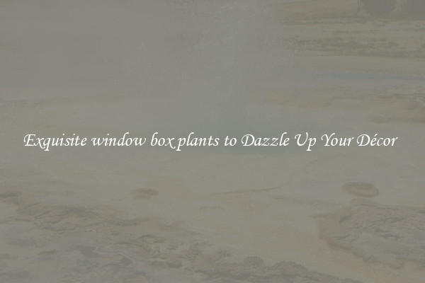 Exquisite window box plants to Dazzle Up Your Décor  